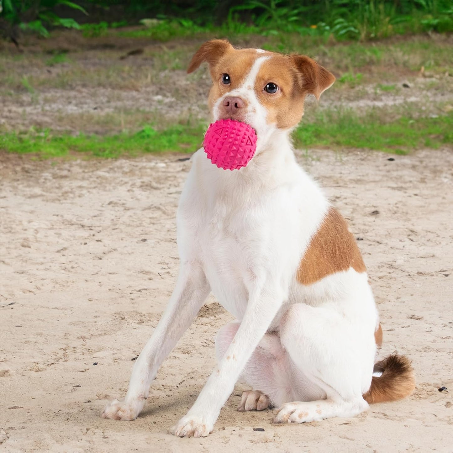 Best Pet Supplies Juguete Resistente para Perros Masticadores Agresivos | Pelota con Sonido, Caucho No Tóxico con Púas Dentales | Fucsia 3.5”