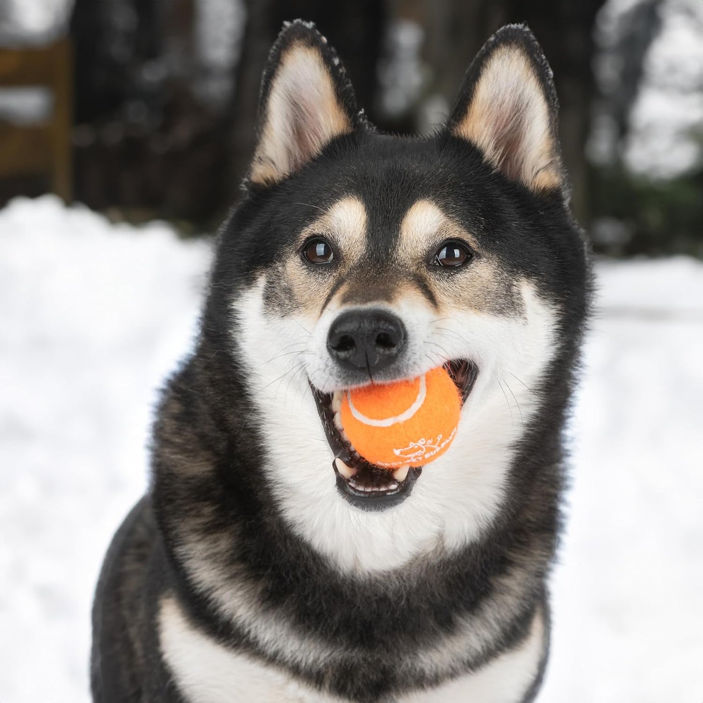 Best Pet Supplies Pelotas de Tenis para Perros con Sonido | Pack 2 Juguetes Resistentes para Lanzar y Buscar | Talle Grande