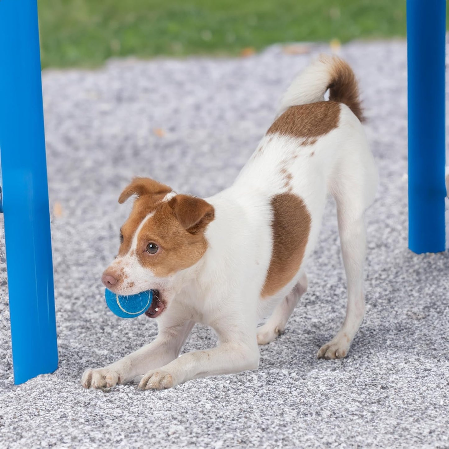 Best Pet Supplies Pelotas de Tenis para Perros con Sonido | Pack 2 Juguetes Resistentes para Lanzar y Buscar | Talle Grande