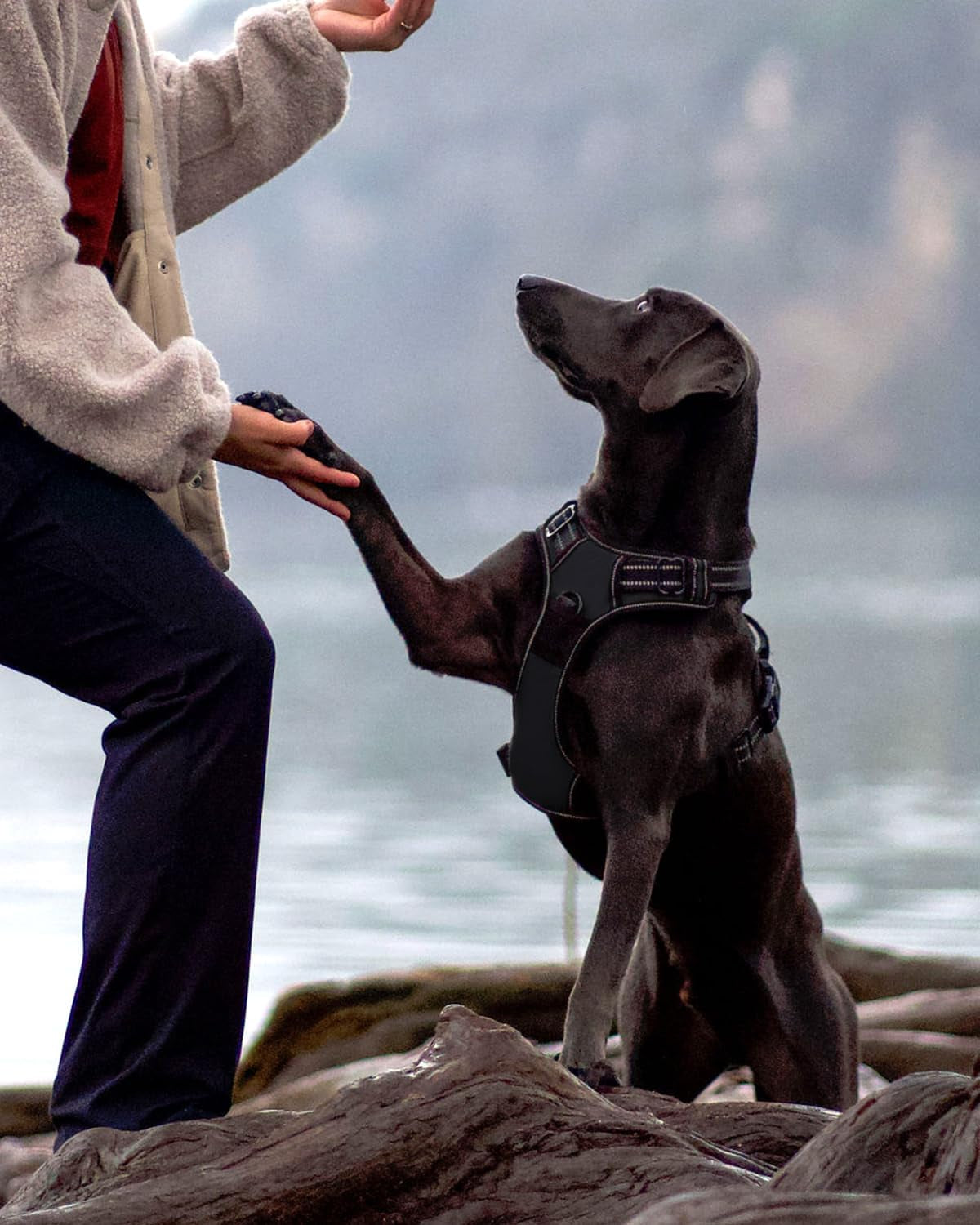 Arnés para perro | Tamaño mediano | Chaleco reflectante para mascotas con clip frontal