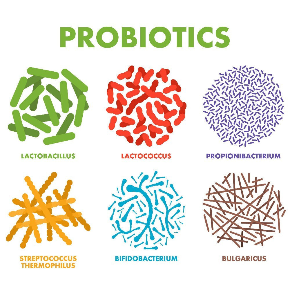 Raw Probiotics | 100 Mil Millones de UFC – 120 Cápsulas | Salud Digestiva e Inmunológica