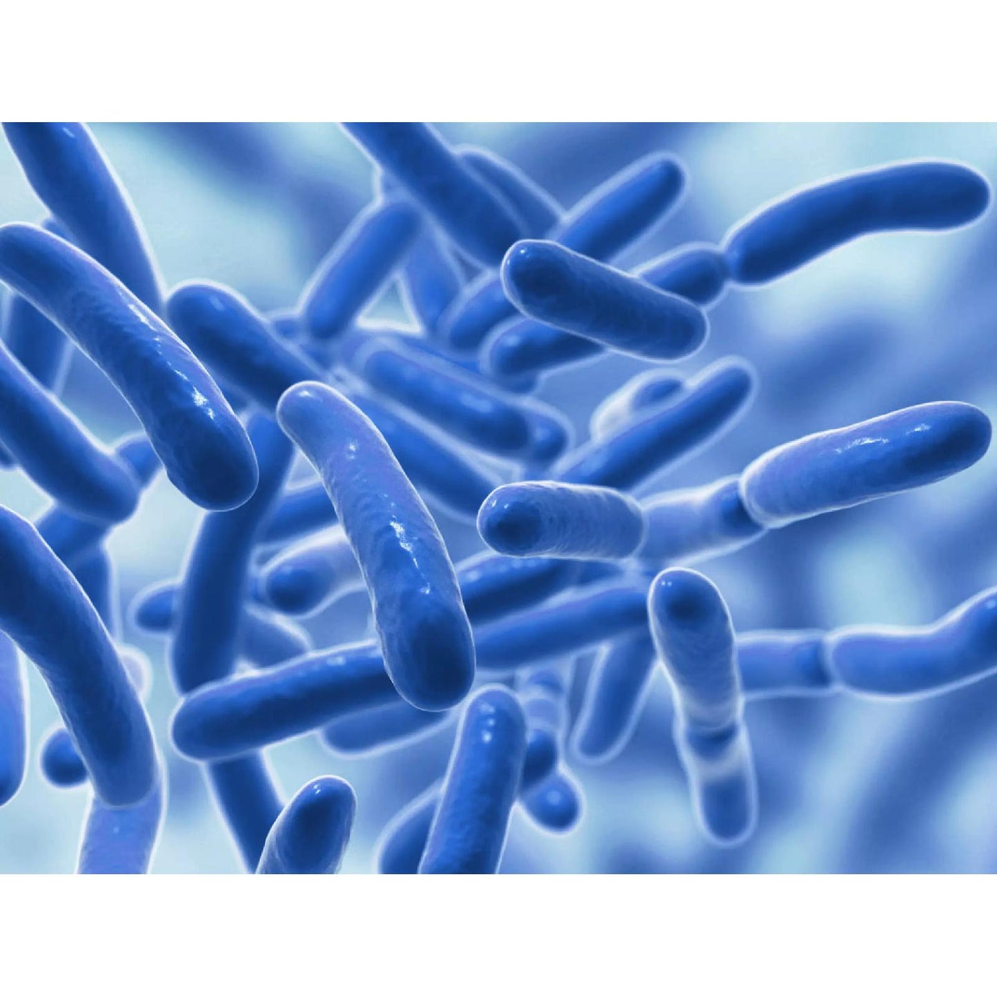 Raw Probiotics | 100 Mil Millones de UFC – 120 Cápsulas | Salud Digestiva e Inmunológica
