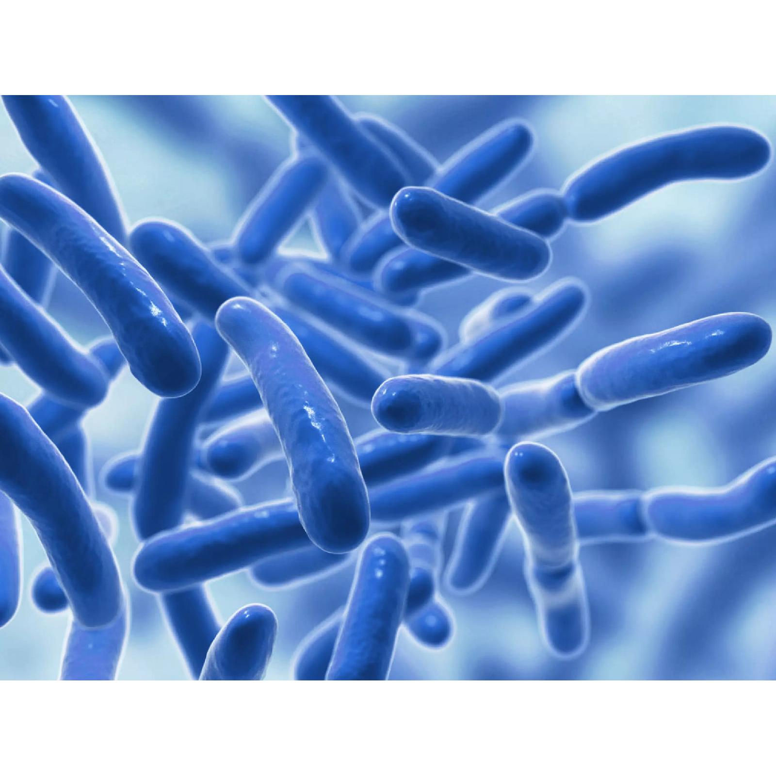 Raw Probiotics | 100 Mil Millones de UFC – 120 Cápsulas | Salud Digestiva e Inmunológica