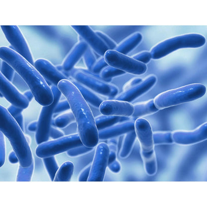Raw Probiotics | 100 Mil Millones de UFC – 120 Cápsulas | Salud Digestiva e Inmunológica