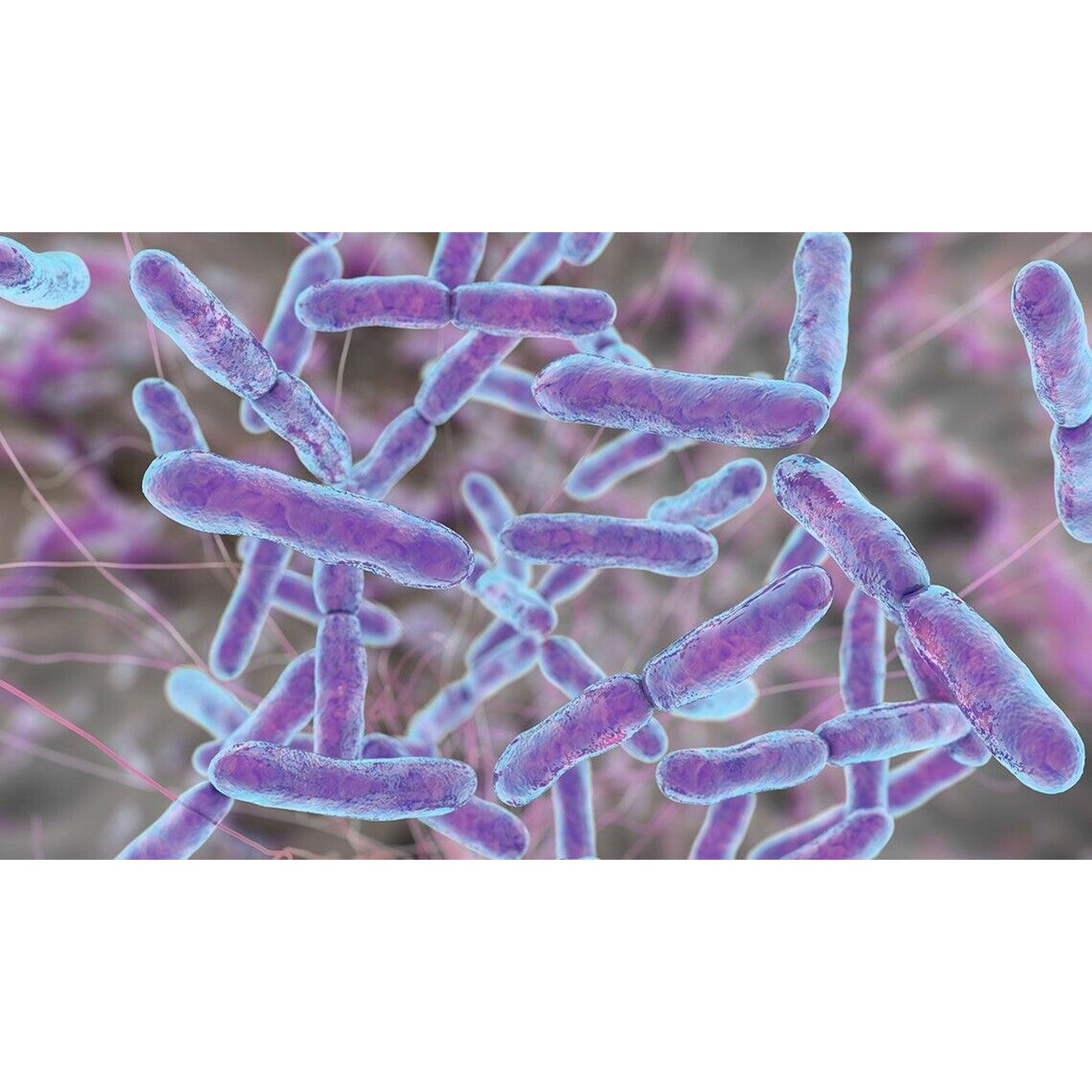 Raw Probiotics | 100 Mil Millones de UFC – 120 Cápsulas | Salud Digestiva e Inmunológica