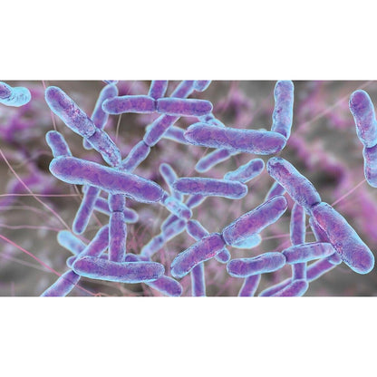 Raw Probiotics | 100 Mil Millones de UFC – 120 Cápsulas | Salud Digestiva e Inmunológica